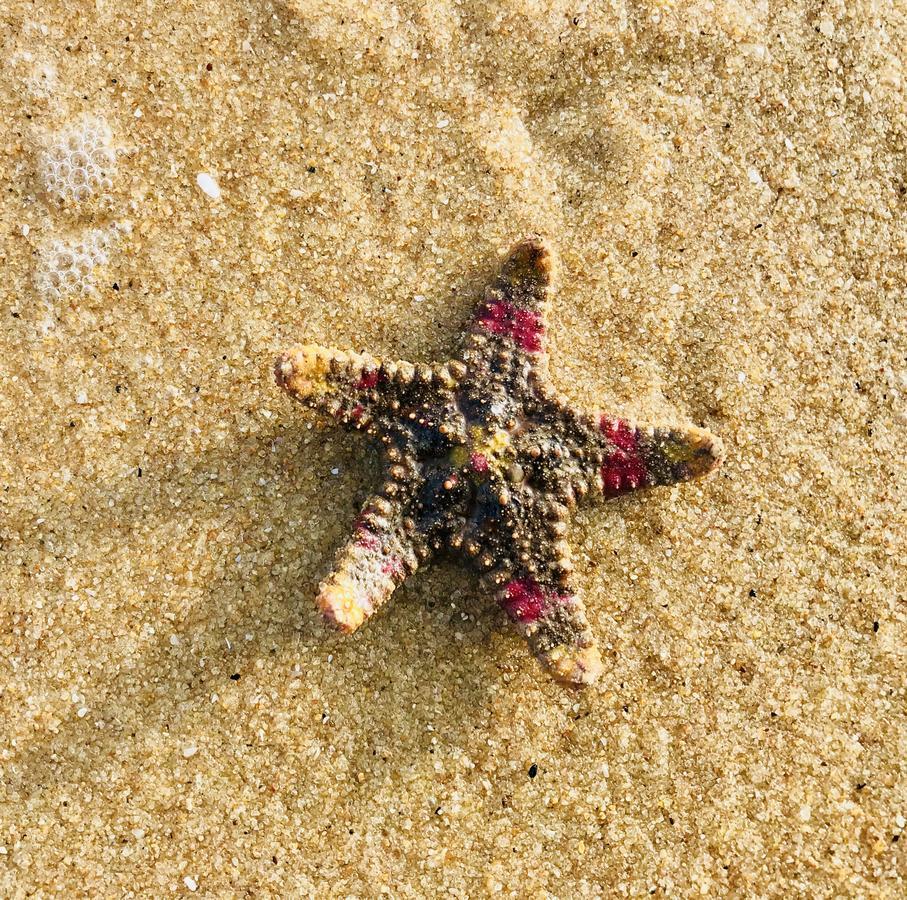Starfish Beach Bungalows Arugam Bay Exteriér fotografie